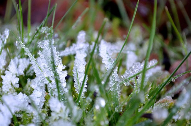 How to maintain your turf in Winter