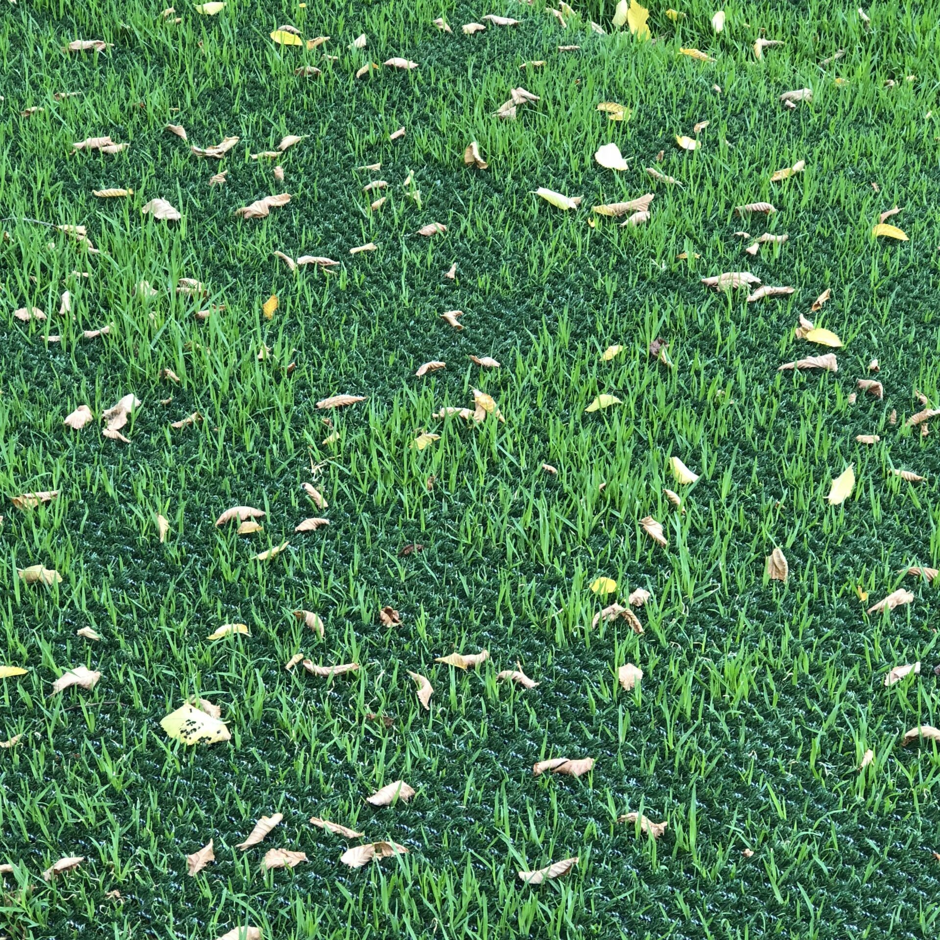 Cover Lawn HG Turf Group