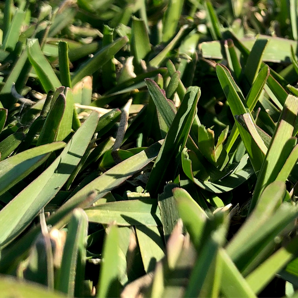 Prestige Buffalo HG Turf