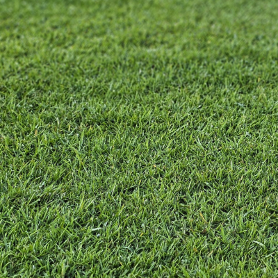 HG Turf Group Kikuyu Grass