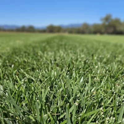 HG Turf Group Tall Fescue Close Up